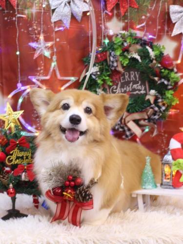 20231203ナナちゃん